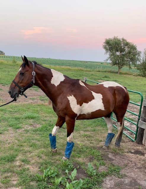 Barclay C.'s photo of camping with a horse at Rusty Nickel Ranch RV near Belleville, KS