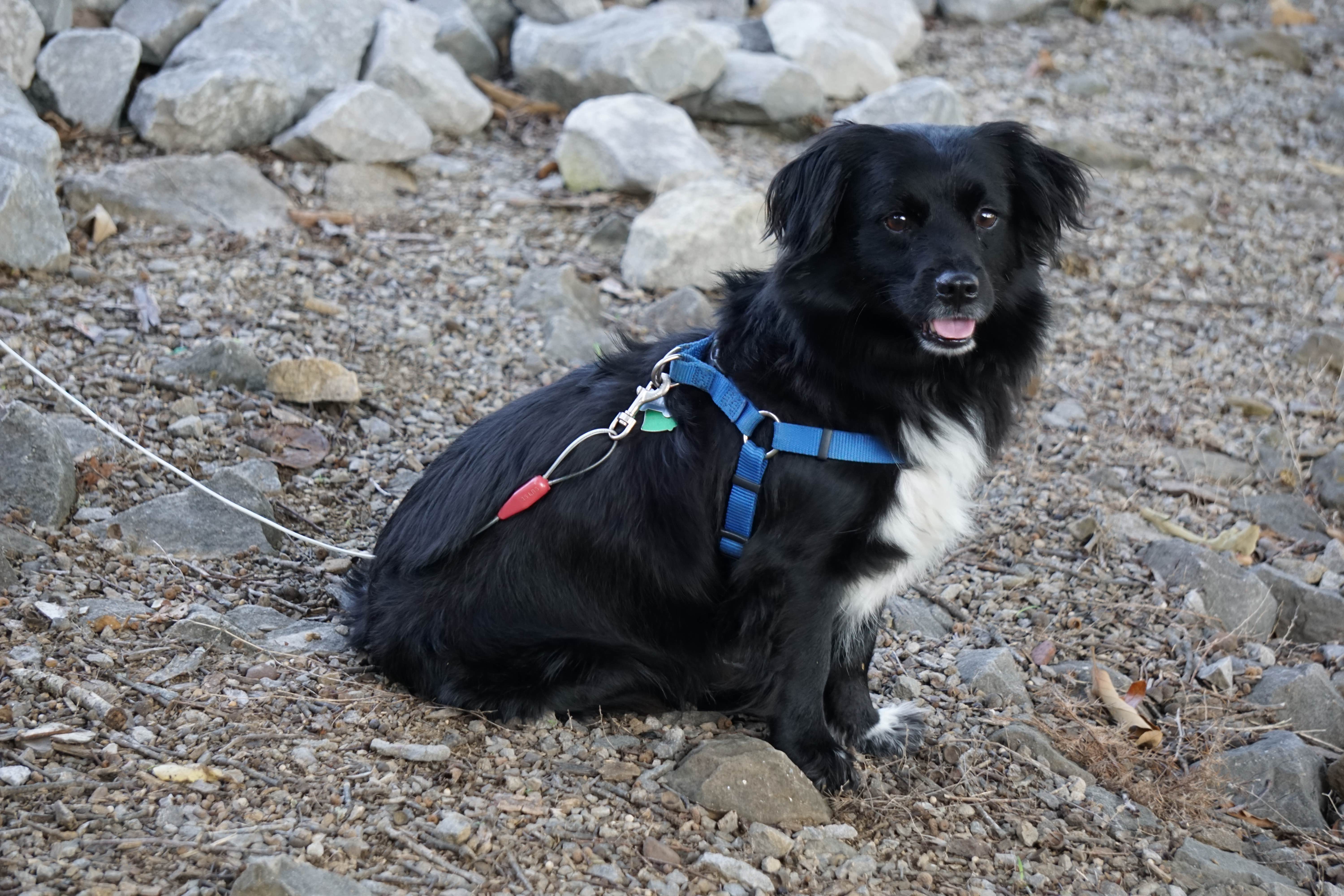 Kevin H.'s photo of camping with pets at Axtel near Hawesville, KY