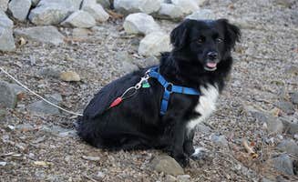 Kevin H.'s photo of camping with pets at Axtel near Cannelton, IN