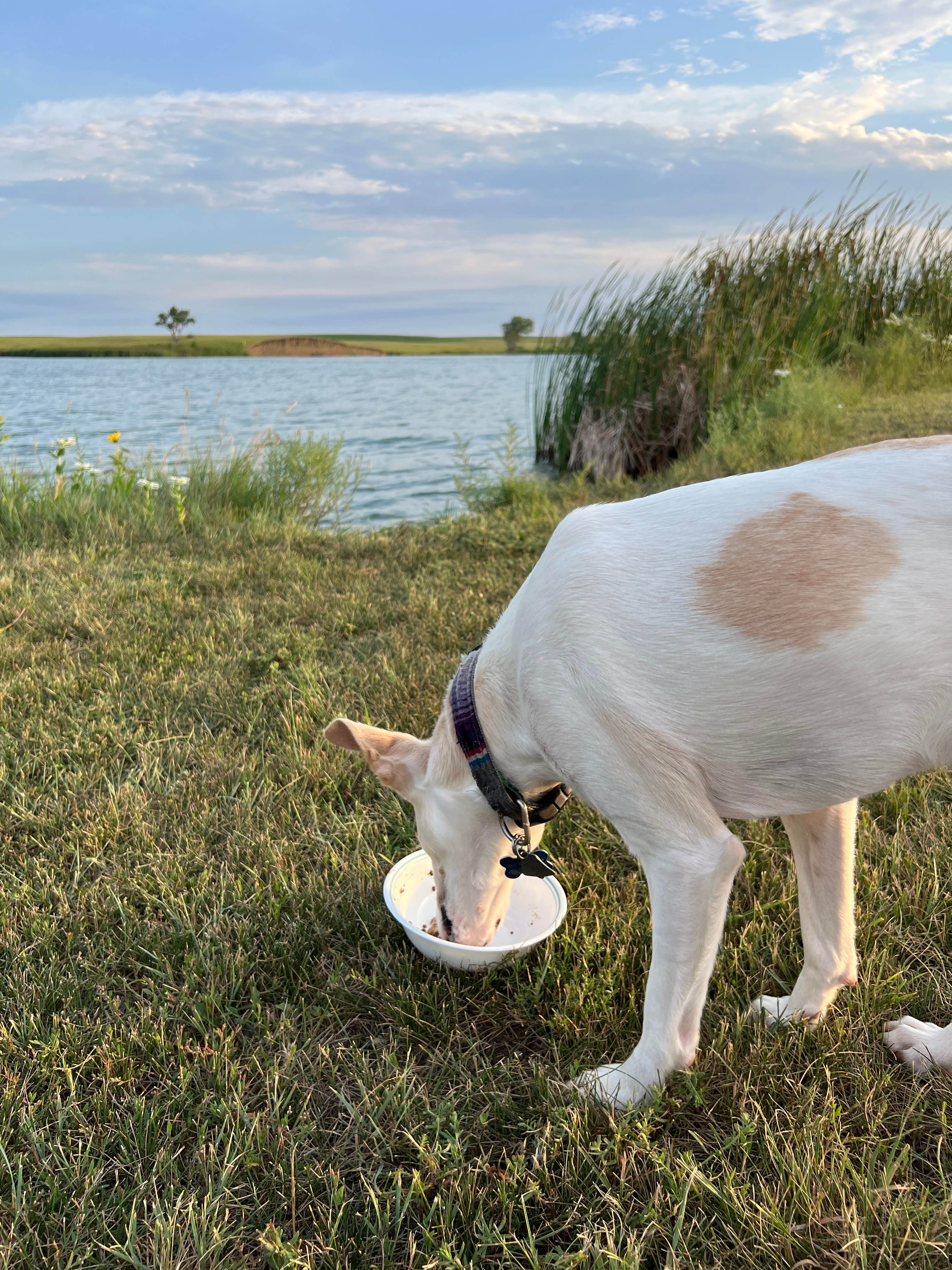 Randall K.'s photo of camping with pets at Byre Lake Recreation Area near Chamberlain, SD