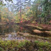 Review photo of Berryman Trail & Campgrounds - Mark Twain National Forest by Sean A., July 31, 2023