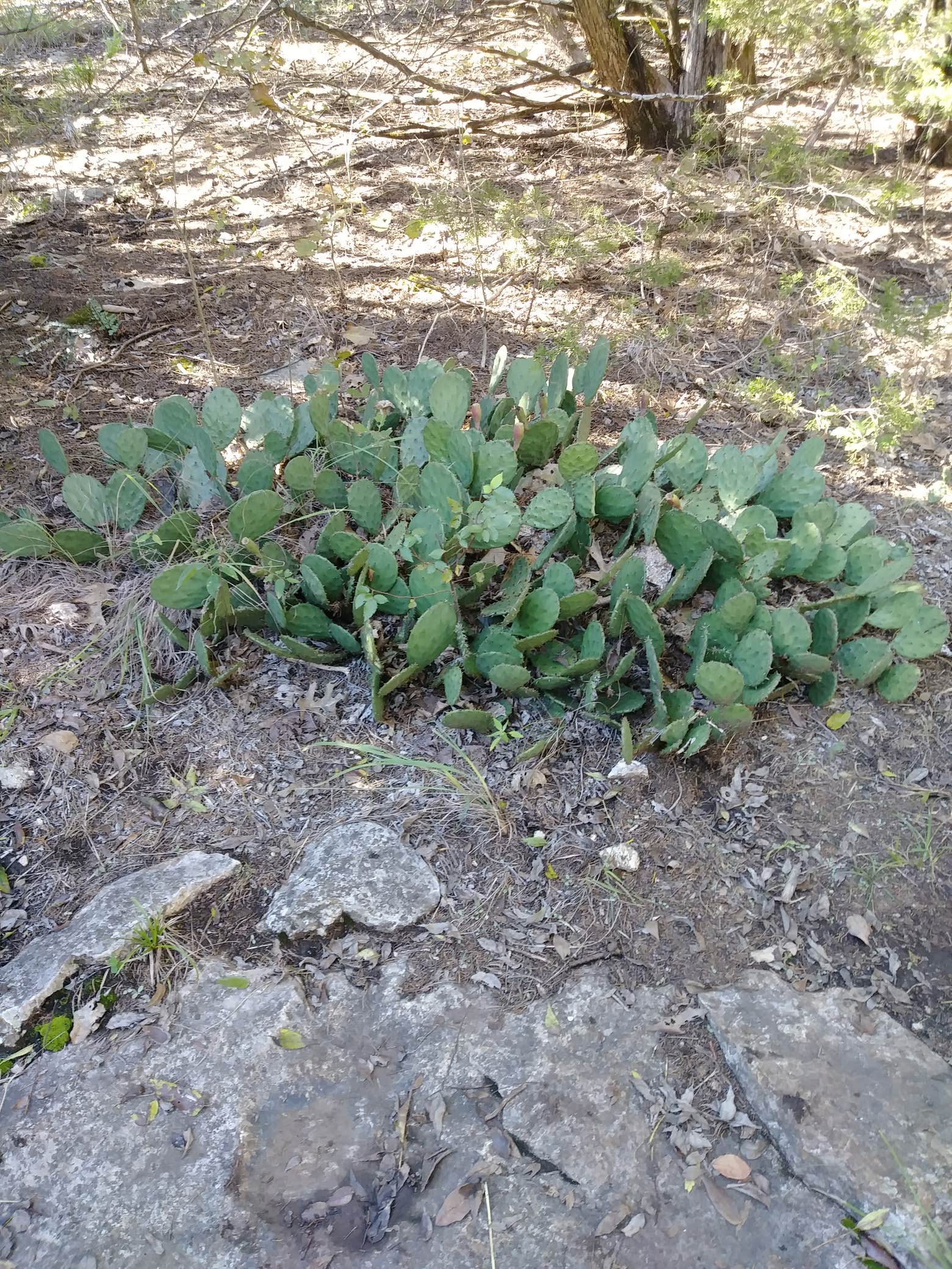 Camper-submitted photo at Timber Road Campground — Elk City State Park near Coffeyville, KS