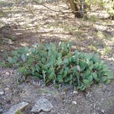 Review photo of Timber Road Campground — Elk City State Park by Megan  C., October 25, 2018