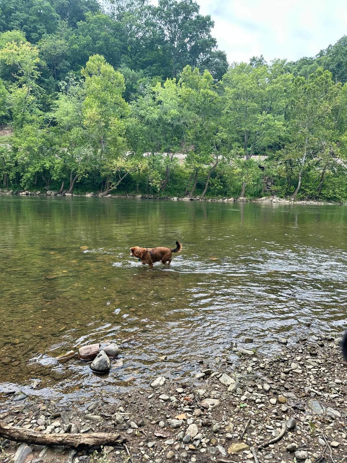 Alison M.'s photo of camping with pets at Breeden Bottom Campground near Cloverdale, VA