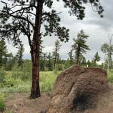 Review photo of Rampart Range Road - Dispersed Camping by Zach B., July 31, 2023