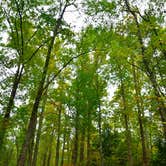 Review photo of Cosby Campground — Great Smoky Mountains National Park by Rachel M., October 25, 2018