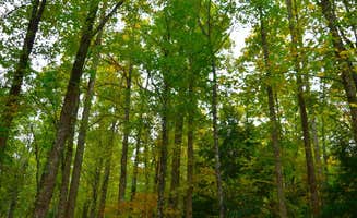 Rachel M.'s photo of tent camping at Cosby Campground — Great Smoky Mountains National Park near Dandridge, TN