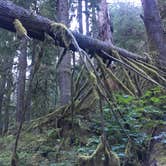 Review photo of Graves Creek Campground — Olympic National Park by Alison C., October 25, 2018