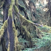 Review photo of Graves Creek Campground — Olympic National Park by Alison C., October 25, 2018