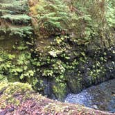 Review photo of Graves Creek Campground — Olympic National Park by Alison C., October 25, 2018