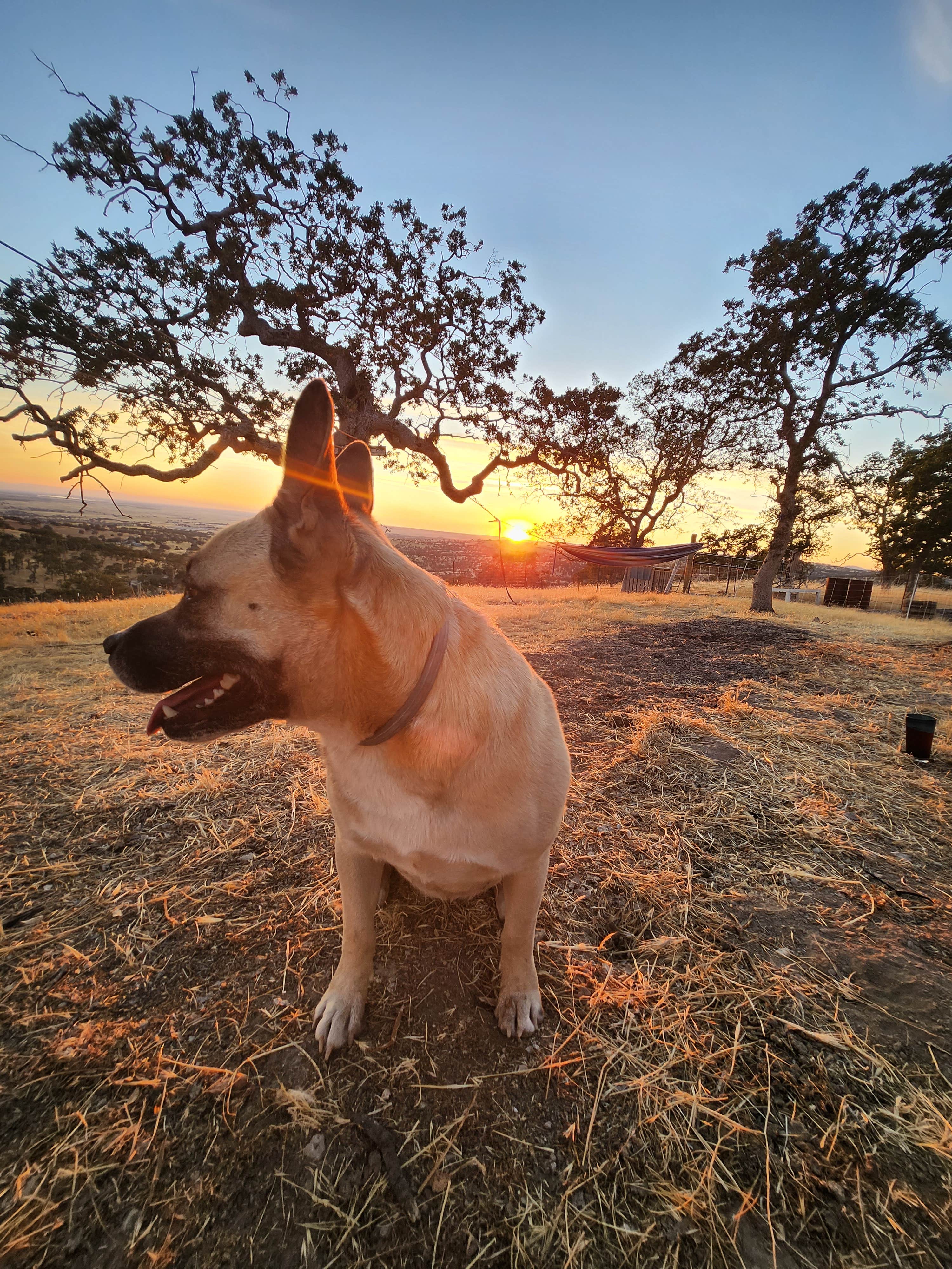 Diamond K.'s photo of camping with pets at Camp Joy near Fall River Lake