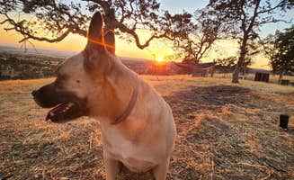 Diamond K.'s photo of camping with pets at Camp Joy near Jamestown, CA