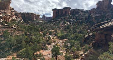 Elephant Canyon 1 (EC1)