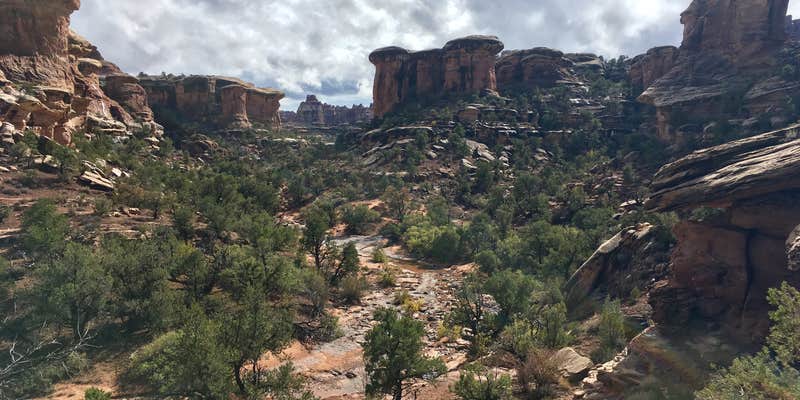 Camper submitted image from Elephant Canyon 1 (EC1) — Canyonlands National Park