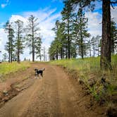 Review photo of Dispersed Camping around Sunset Crater Volcano NM by Chris W., August 1, 2023