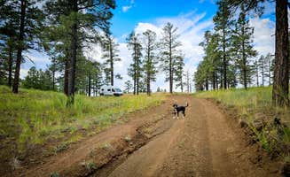Chris W.'s photo of camping with pets at Dispersed Camping around Sunset Crater Volcano NM near Cameron, AZ