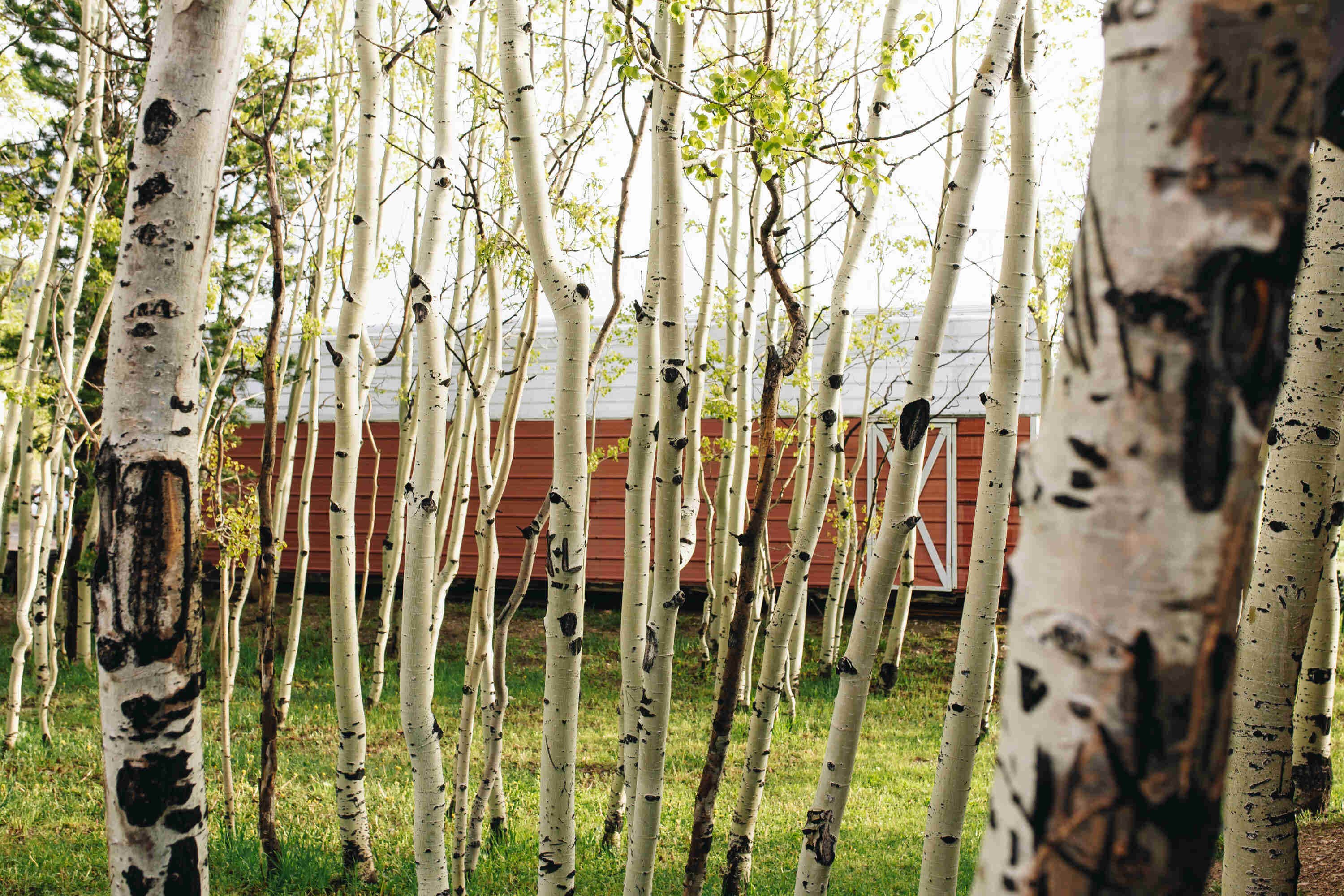 Camper-submitted photo at Base Camp at Golden Gate Canyon near Nederland, CO