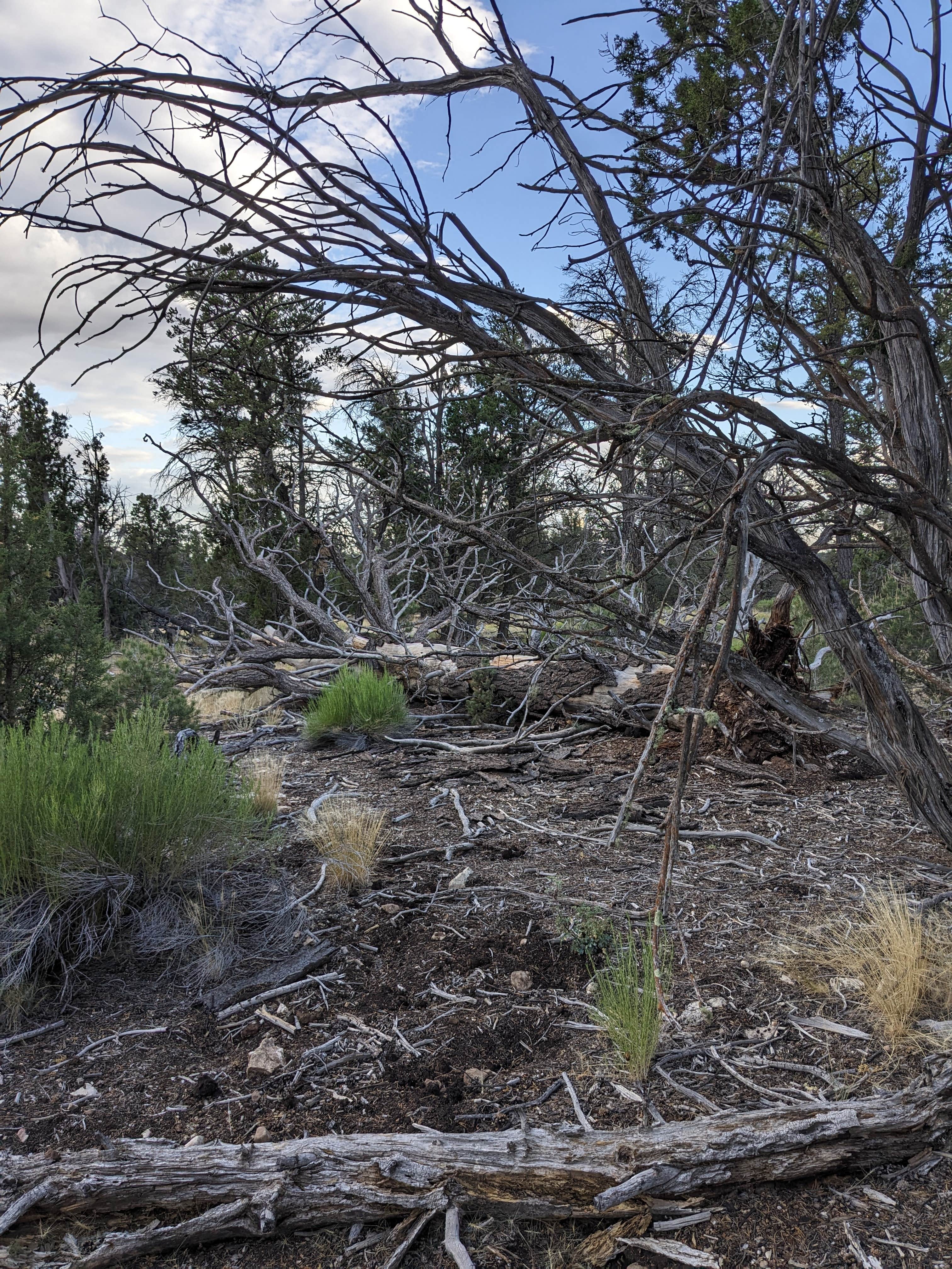 Camper-submitted photo at Forest Road 305 - Dispersed Camping near Grand Canyon, AZ