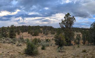 Martina D.'s photo of a dispersed camping area at Forest Road 305 - Dispersed Camping near Kaibab National Forest