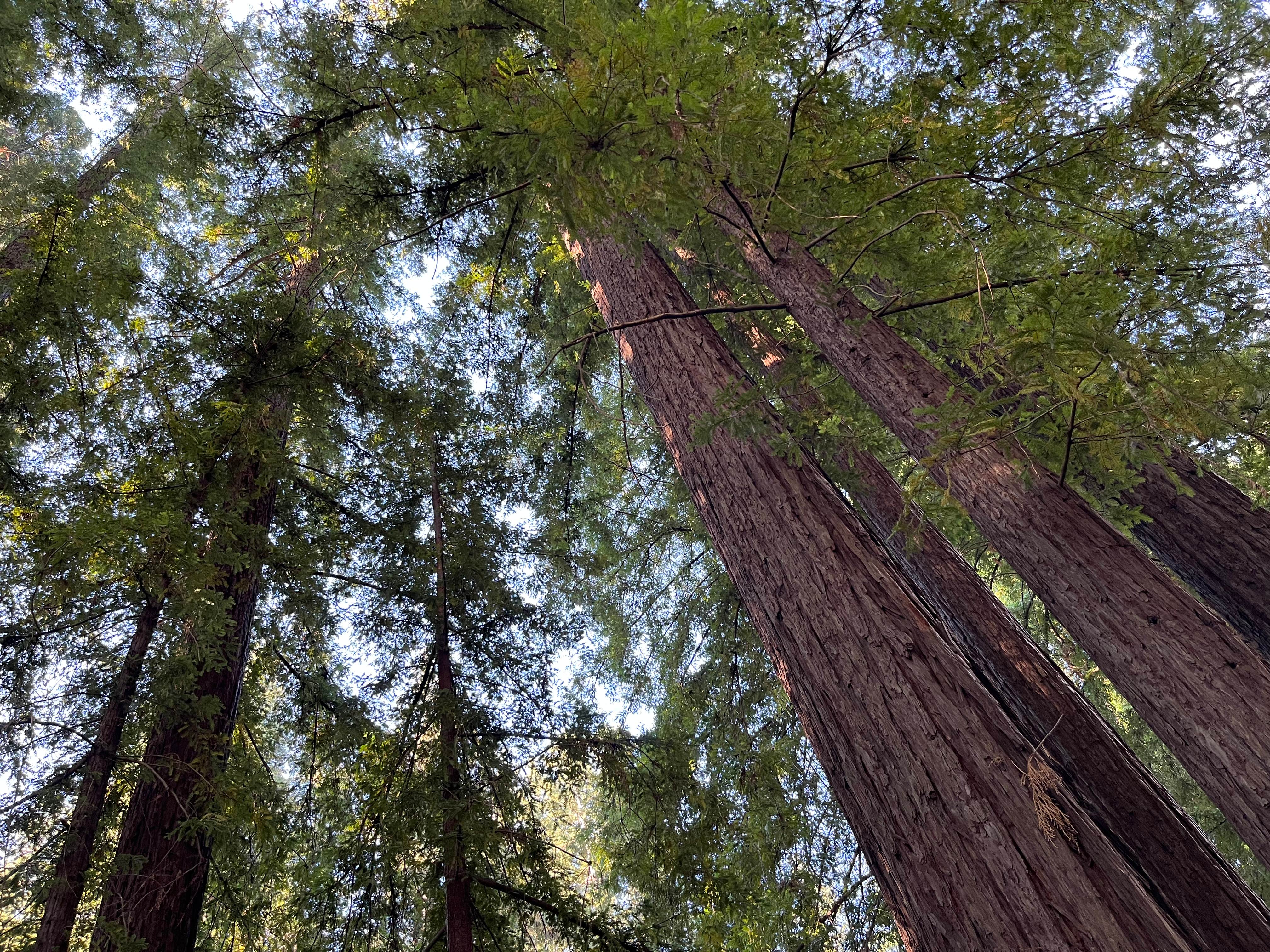 Camping near Sunrise Point at Candlestick Point SRA - TEMPORARILY CLOSED: Redwood Resort, Boulder Creek, California