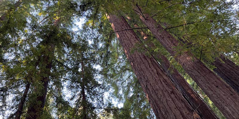 Camper submitted image from Redwood Resort