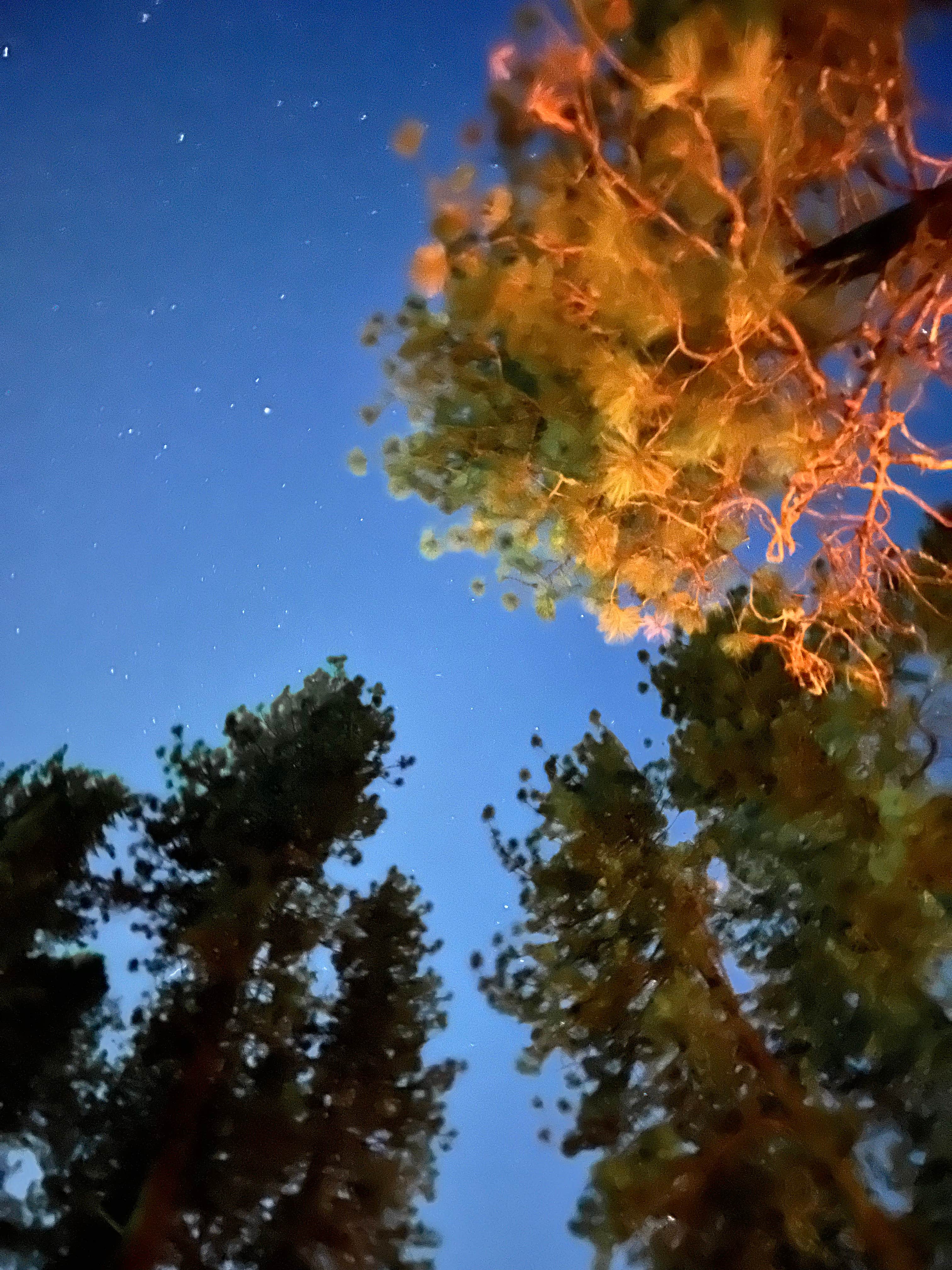 Camper-submitted photo at Jump Off Joe Lake Resort and RV Park near Chewelah, WA