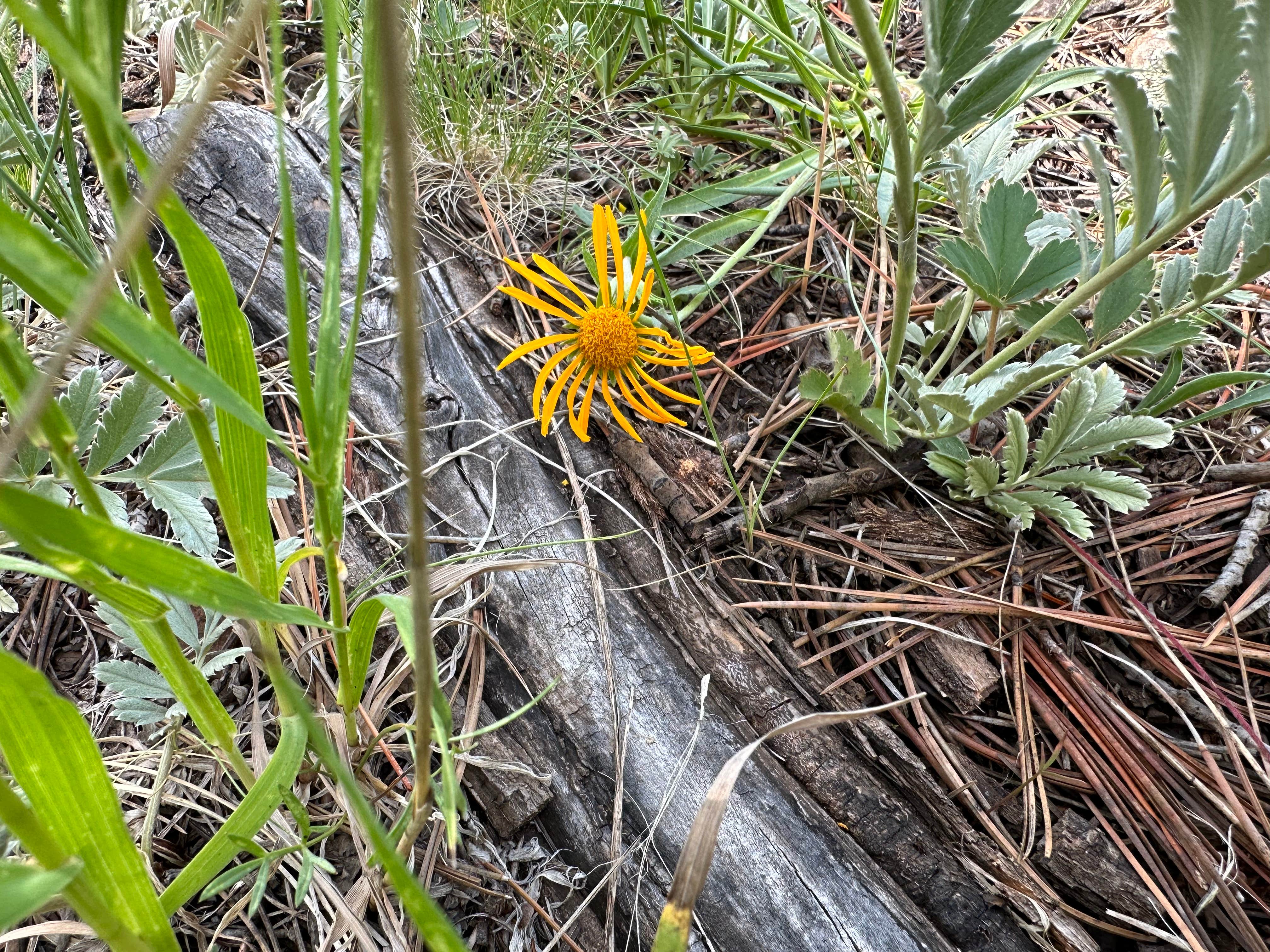 Camper-submitted photo at Apache National Forest Winn Campground near Eagar, AZ