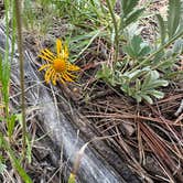 Review photo of Apache National Forest Winn Campground by JJ V., August 2, 2023