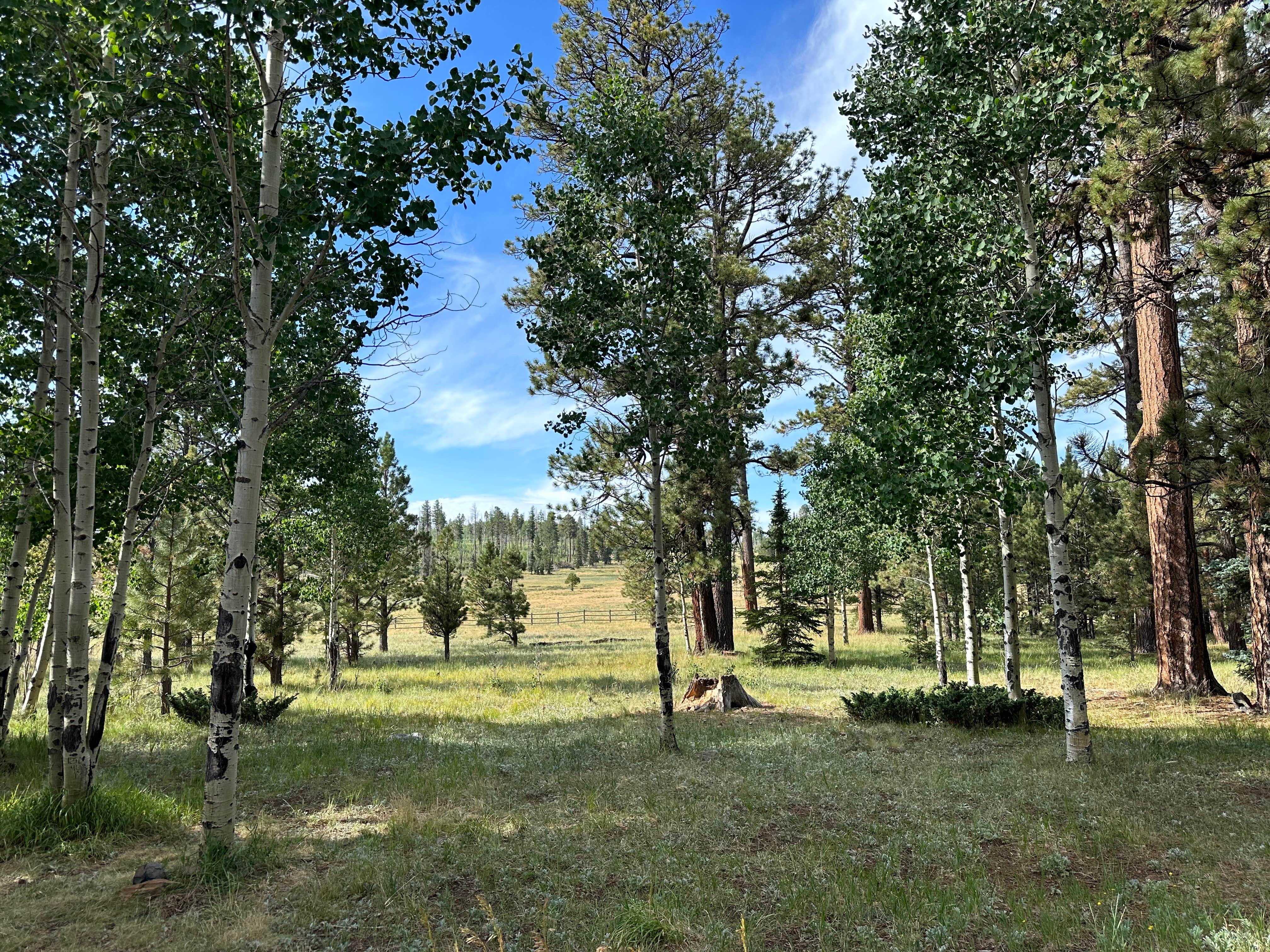 Camping near Gabaldon: Apache National Forest Winn Campground, Greer, Arizona