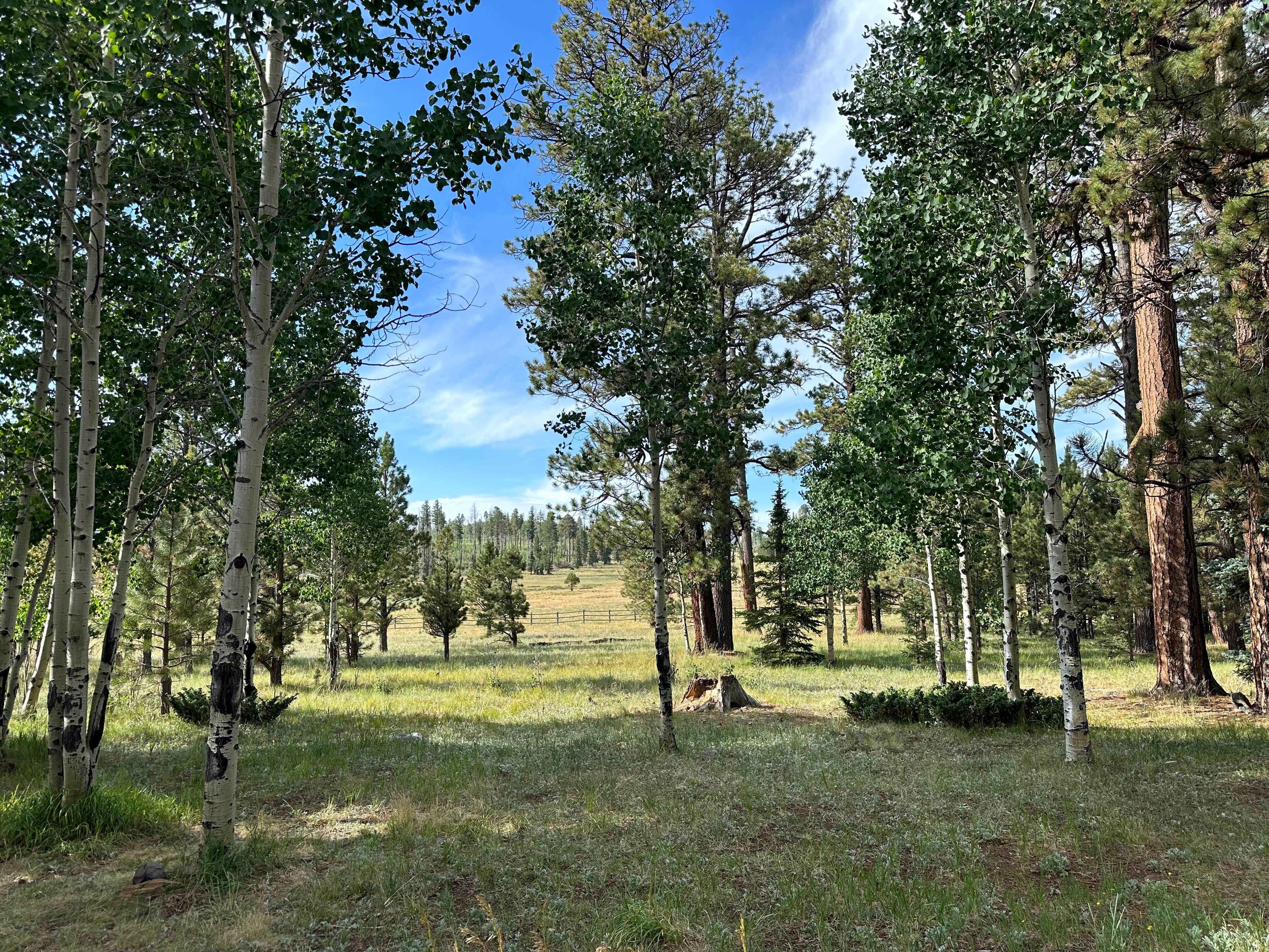 Camper submitted image from Apache National Forest Winn Campground - 1