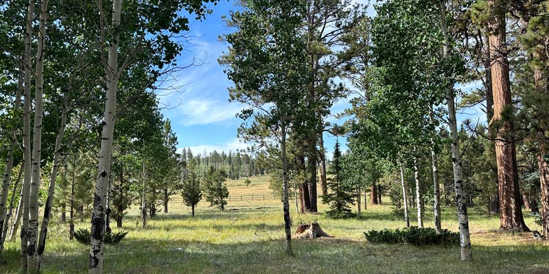 Camper submitted image from Apache National Forest Winn Campground