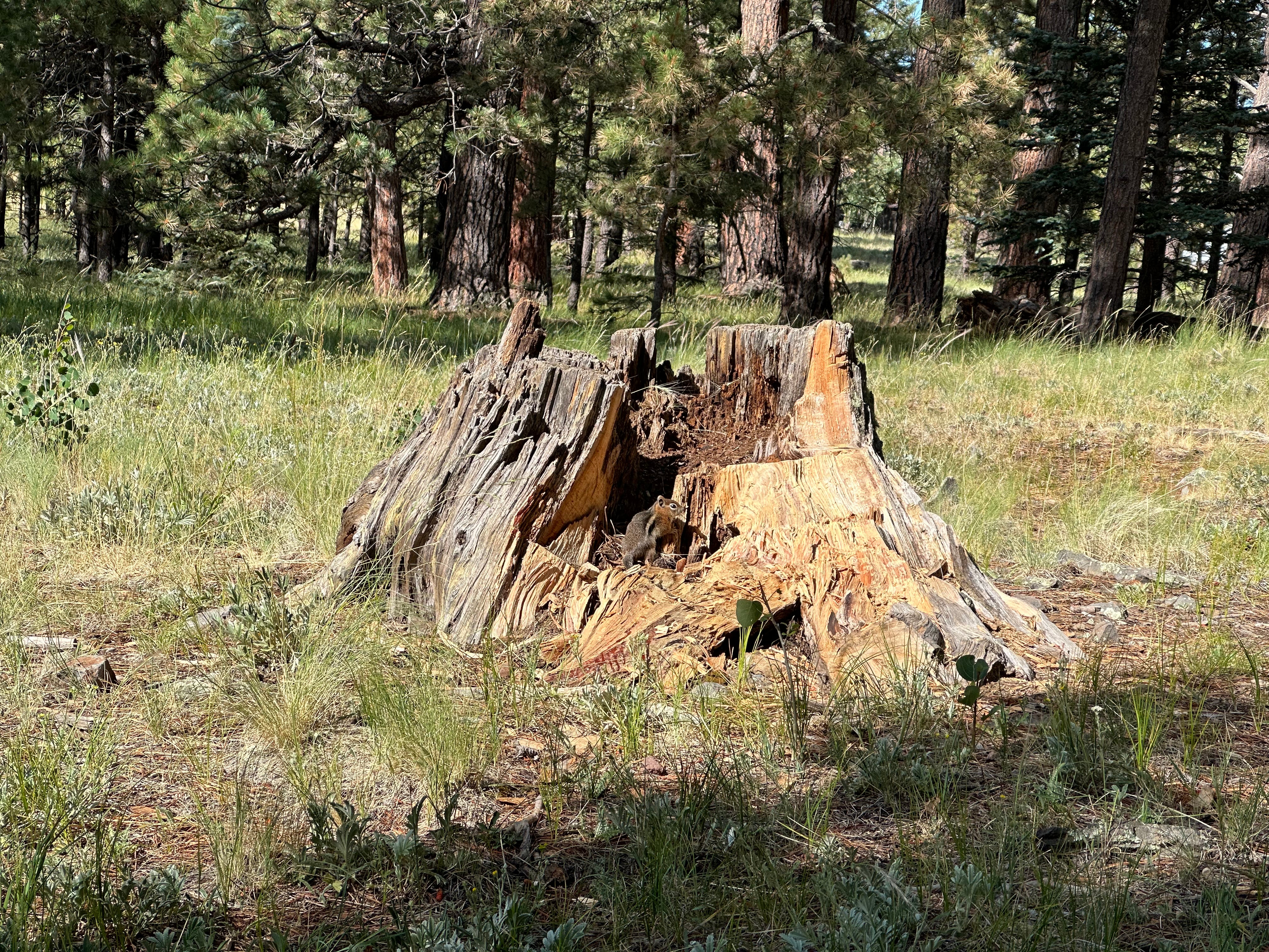 Camper submitted image from Apache National Forest Winn Campground - 4