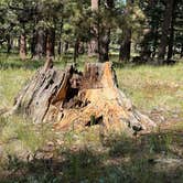 Review photo of Apache National Forest Winn Campground by JJ V., August 2, 2023