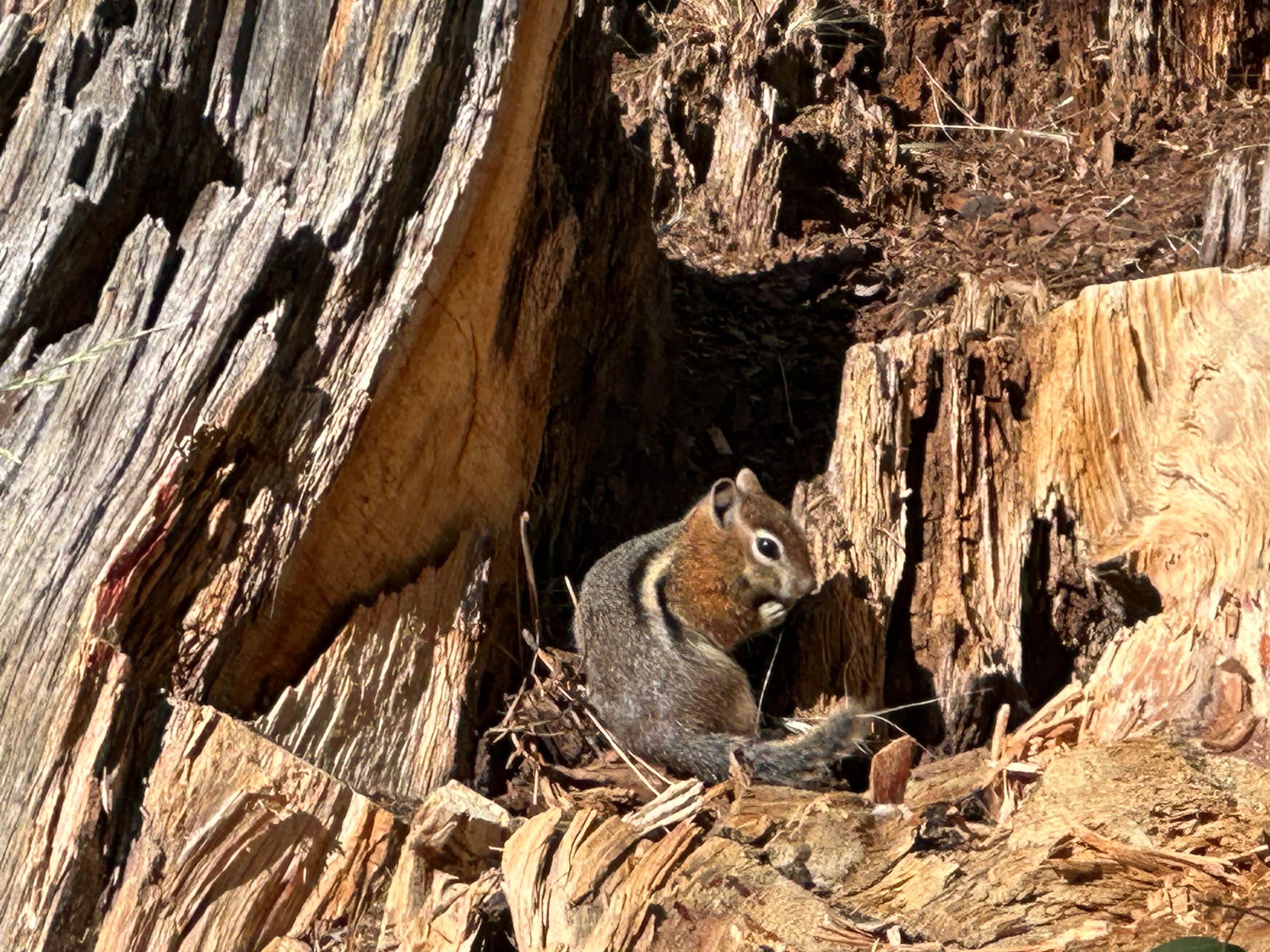 Camper-submitted photo at Apache National Forest Winn Campground near Eagar, AZ