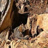 Review photo of Apache National Forest Winn Campground by JJ V., August 2, 2023