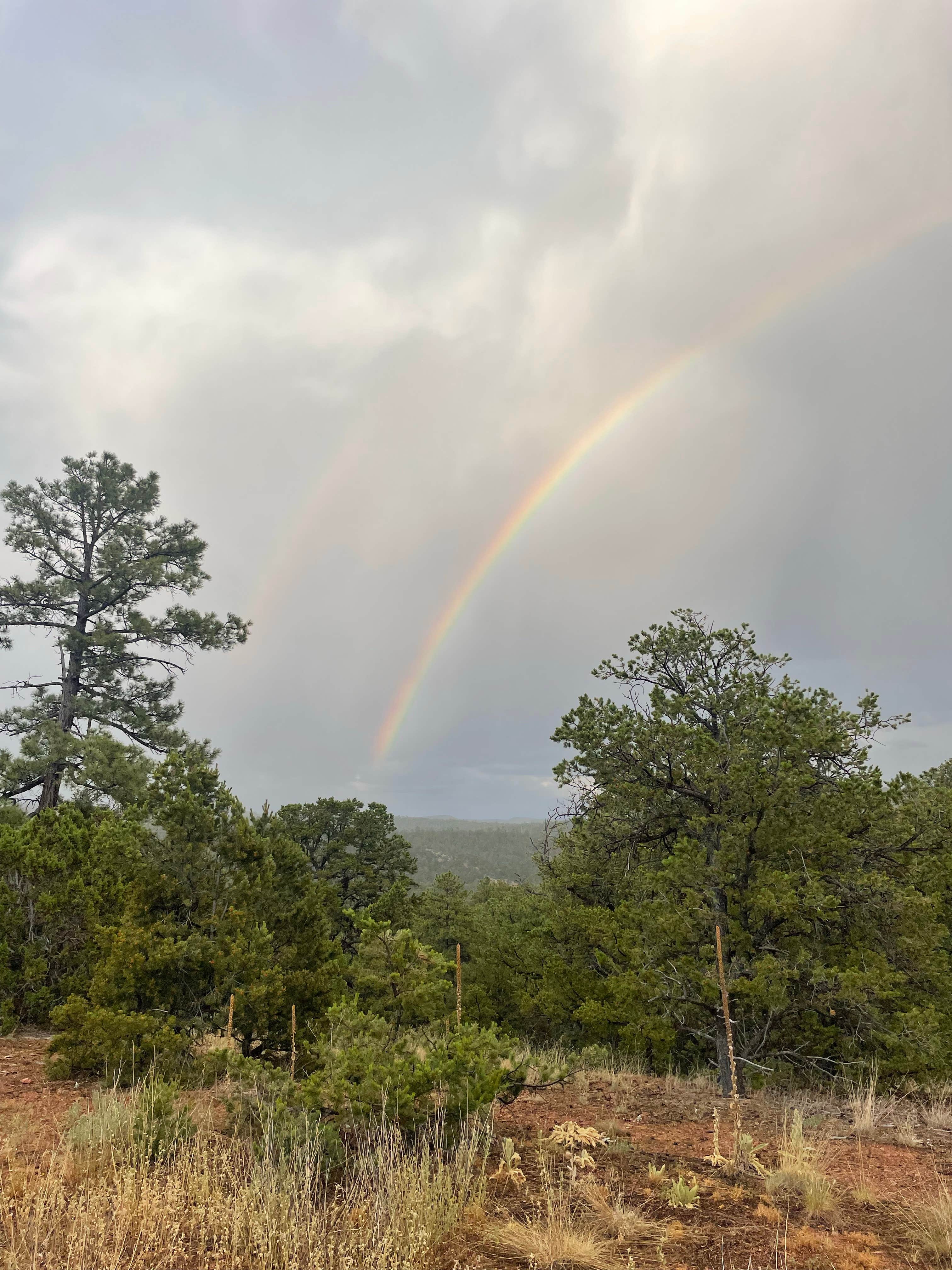 Camper submitted image from Santa Fe Treehouse Camp - 3