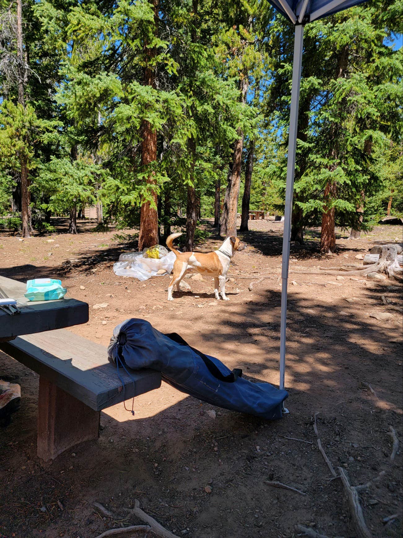 Camper-submitted photo at Selkirk Campground near Copper Mountain, CO