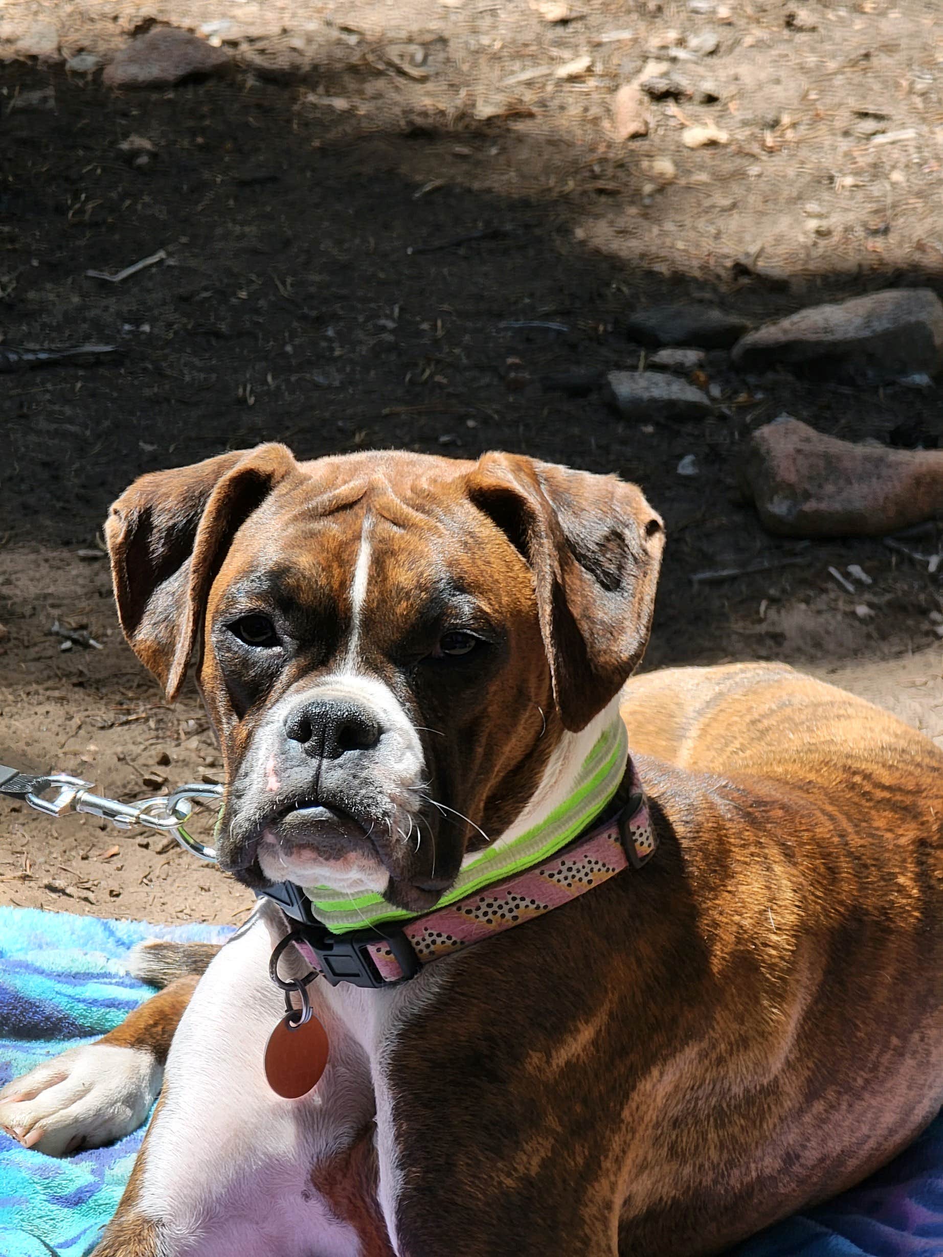 Camper-submitted photo at Selkirk Campground near Copper Mountain, CO