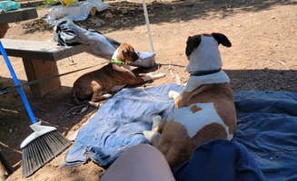 Sheri R.'s photo at Selkirk Campground near Fairplay, CO
