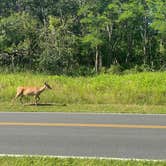 Review photo of Big Meadows Campground — Shenandoah National Park by Luna P., August 2, 2023