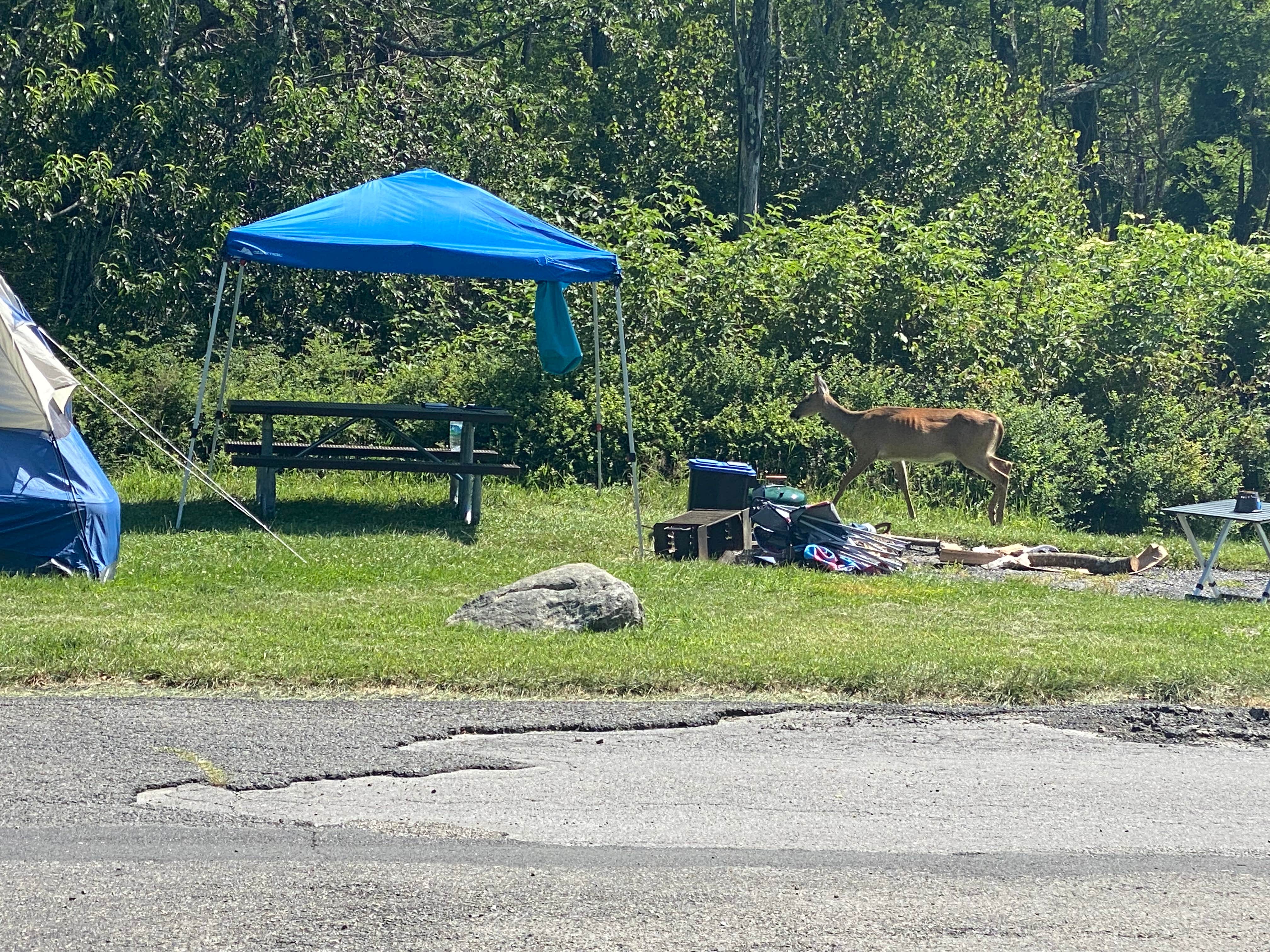 Luna P.'s photo at Big Meadows Campground — Shenandoah National Park near Dyke, VA