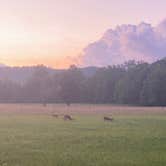 Review photo of Elkmont Campground — Great Smoky Mountains National Park by Luna P., August 2, 2023