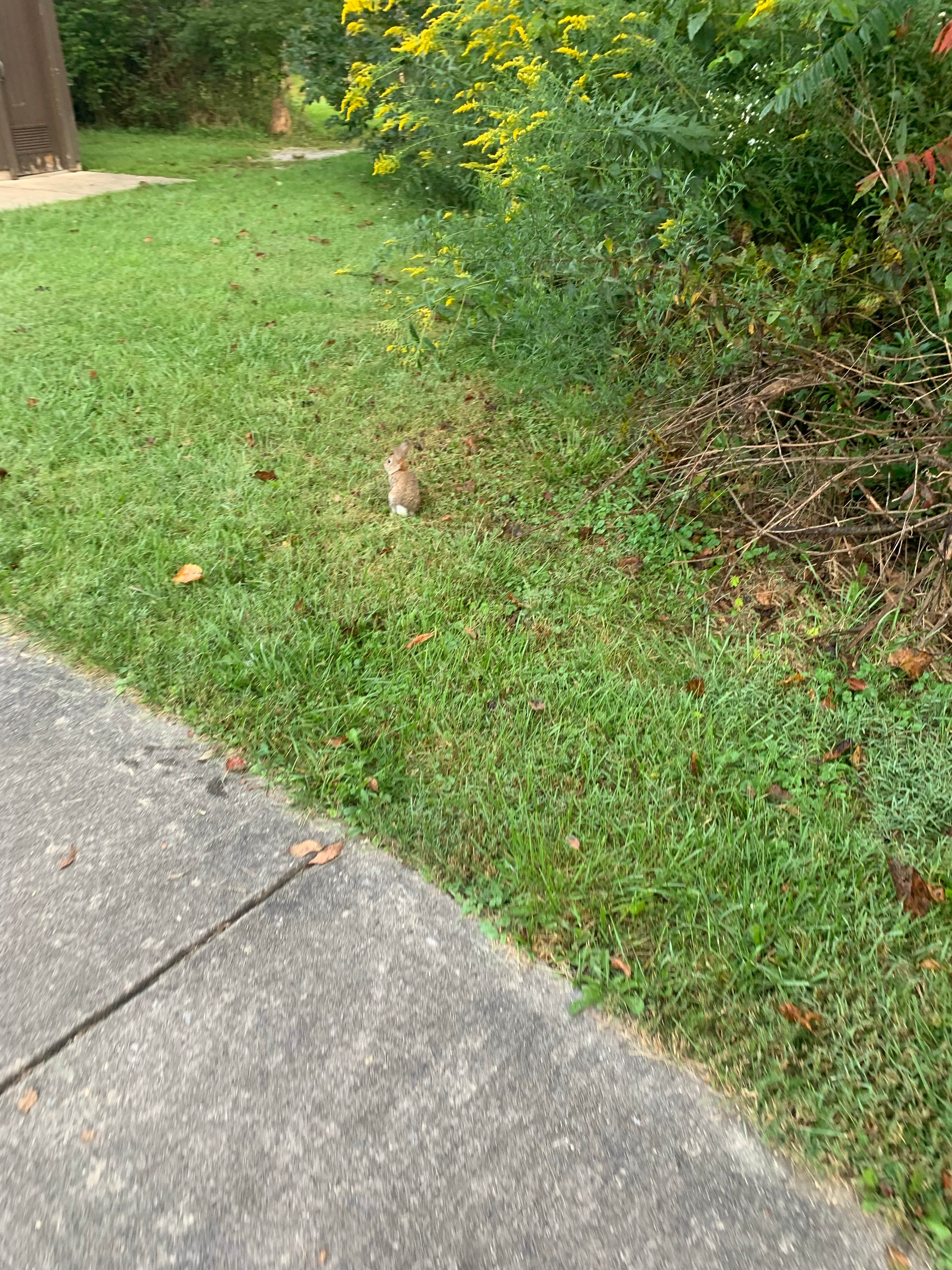 Dylan B.'s photo of camping with pets at Seneca Shadows near Seneca Rocks, WV