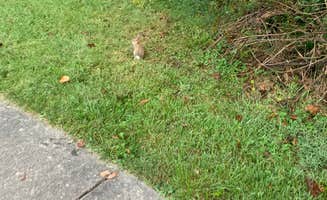 Dylan B.'s photo of camping with pets at Seneca Shadows near Seneca Rocks, WV