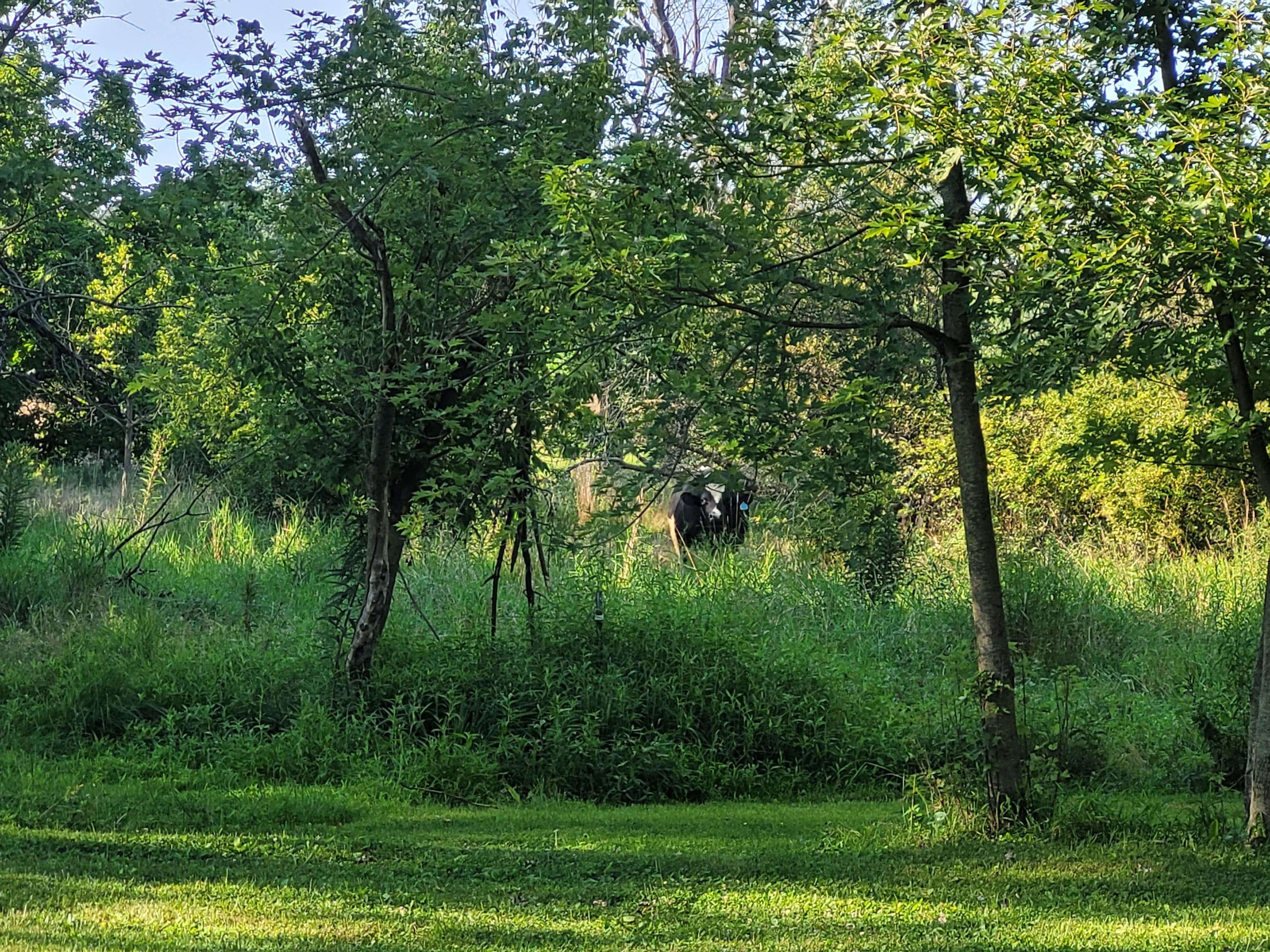 Camper-submitted photo at Shambala at Mystic Hollow near Blandon, PA