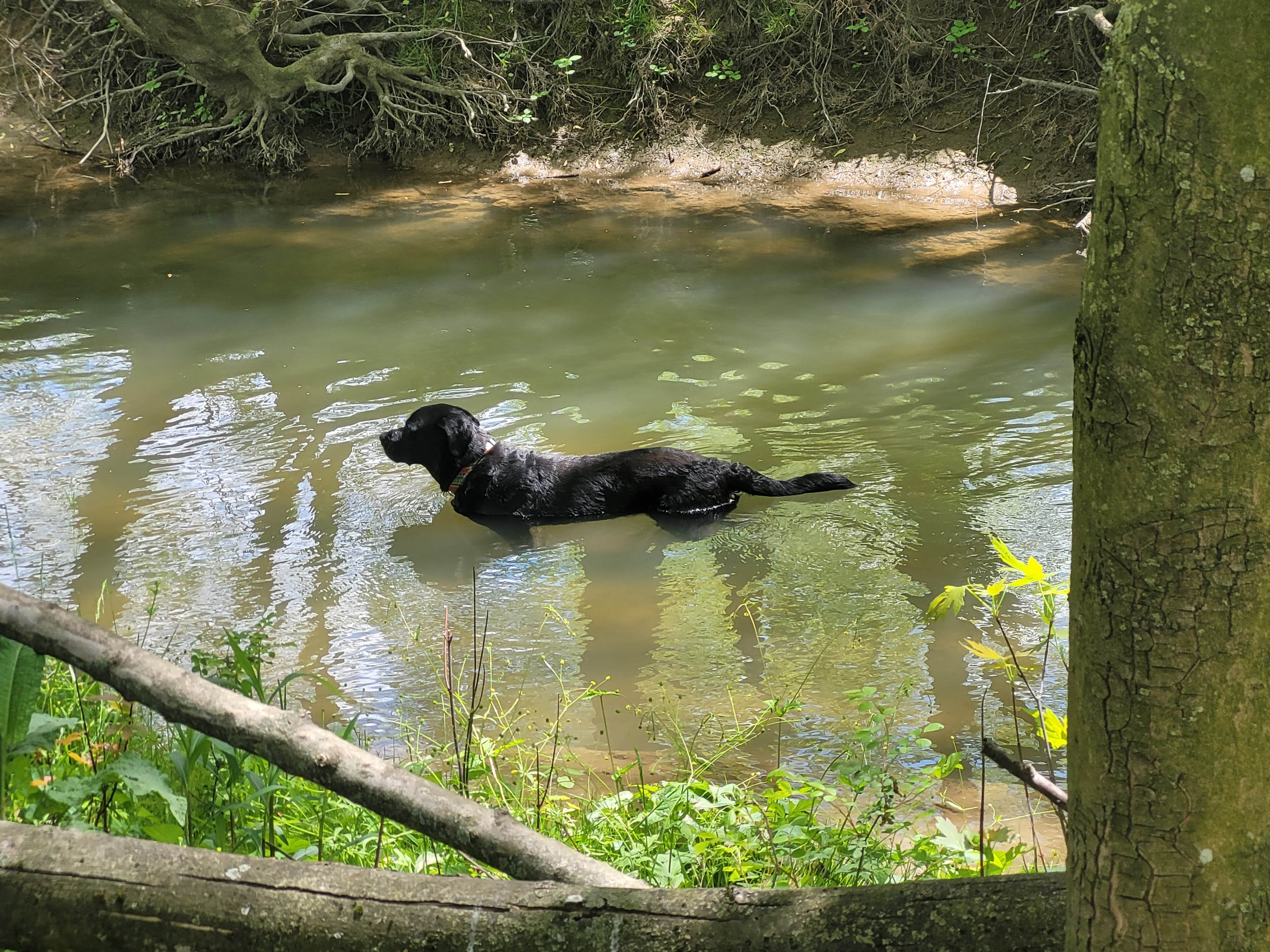 Melinda W.'s photo of camping with pets at Shambala at Mystic Hollow near Reading, PA