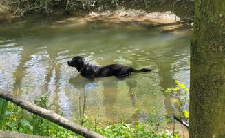 Melinda W.'s photo of camping with pets at Shambala at Mystic Hollow near Reading, PA