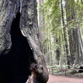 Review photo of Burlington - Humboldt Redwoods State Park by Stephanie O., August 3, 2023