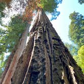 Review photo of Hidden Springs Campground — Humboldt Redwoods State Park by Stephanie O., August 3, 2023