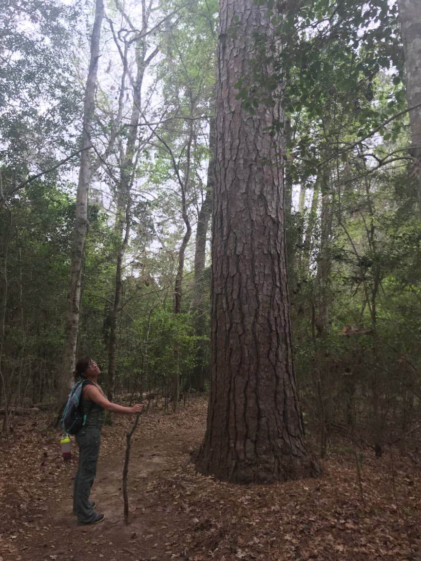 Camper-submitted photo at Martin Dies, Jr. State Park Campground near Steinhagen Lake